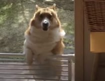 あともう少しが越えられない… 短足コーギーの苦労。