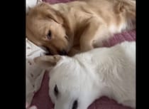 痛くないの？ 友達犬を後ろから連続パンチ！！