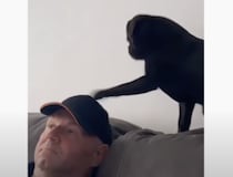 犬「こっちみて、遊んでっ」ポカポカ頭を叩かれちゃう男性