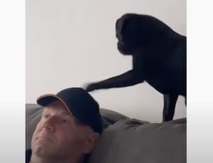 犬「こっちみて、遊んでっ」ポカポカ頭を叩かれちゃう男性