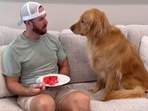 もしも飼い主が食事中に居眠りをしたら→犬さんの行動が試される！