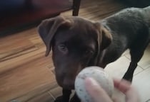 のんびりな性格の犬さん、ボール遊びもゆっくりのんびり〜♪