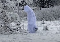 愛犬と本気のかくれんぼ！ 雪の中から飼い主を見つけられるかな？