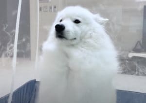 ふわふわな粉雪… じゃないよ！全部サモエド犬の抜け毛でした。