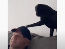 犬「こっちみて、遊んでっ」ポカポカ頭を叩かれちゃう男性