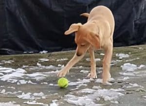 寒すぎてテニスボールも凍った！？ 転がらないボールに困惑する犬さん。