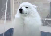 ふわふわな粉雪… じゃないよ！全部サモエド犬の抜け毛でした。