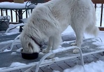 寒さなんて平気！ 氷点下のテラスで食事する犬さん