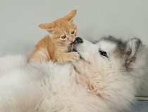 ふわふわ体がちょうどいい？ 子猫にベッドにされる子犬さん