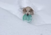 どんなに寒くても楽しそうだなぁ！ 雪の中でウキウキして遊ぶ犬さん