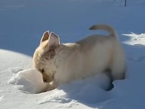 トイレ練習のはずが雪遊びに夢中！ 何度も外に出て、大はしゃぎの犬さんたち