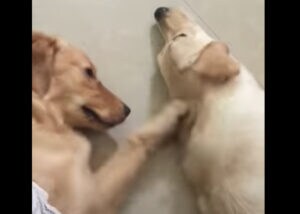 疲れてるの？ お友達をマッサージしてあげる優しい犬さん。