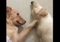 疲れてるの？ お友達をマッサージしてあげる優しい犬さん。