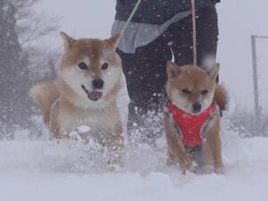 雪国のお散歩は大変！ 寒波の日に見せた犬さんたちの反応