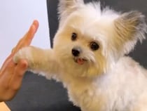 世界中が恋をした魔法の仕草。飼い主さんの手に合わせて「ハイタッチ」を繰り返す小さな犬さんが可愛すぎる