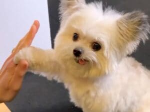 世界中が恋をした魔法の仕草。飼い主さんの手に合わせて「ハイタッチ」を繰り返す小さな犬さんが可愛すぎる