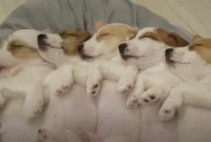 仲良しな5匹の子犬たち、寝顔も寝相も同じ♪