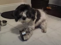 ダイエット中のワンコ、ご飯が少ないと可愛く抗議。