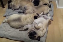 パグ団子？ 小さいブランケットに集まって寝る犬が可愛い！