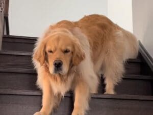 主役は不機嫌なゴールデンレトリバー。 「怖すぎる（？）」視線と表情をホラー映画の予告風に編集してみた