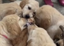 最大のモテ期きたかも。子犬に囲まれてペロペロされているのは…