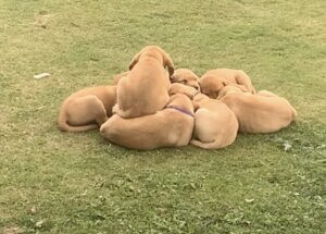 猫団子じゃなくて「犬団子」！くっついて寝る子犬たちがキュート♡