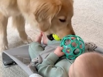 「はい、投げて♪」ボール遊びを赤ちゃんに教えたい大型犬。教育係として奮闘する姿が可愛すぎる