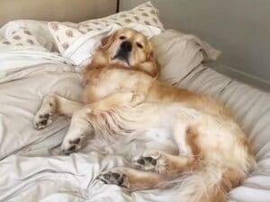 ずっとこのスタイルで過ごしてきたんだもん。ベッドでお布団を被って眠る、愛くるしい犬さんに癒やされる