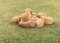 猫団子じゃなくて「犬団子」！くっついて寝る子犬たちがキュート♡