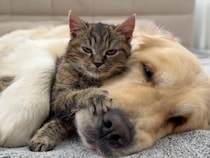 【特別なベッド】世界で一番しあわせなお昼寝。大きな犬さんの背中で夢を見る子猫にほっこり