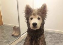 外で遊んできたワンコ、なぜそんな顔に…！