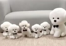 本物はどーれだ！可愛いもこもこ犬、分身の術♡