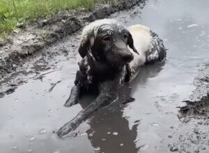 ここまでされたらもう怒れないなぁ… 思いっきり泥んこになる犬さん