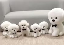 本物はどーれだ！可愛いもこもこ犬、分身の術♡