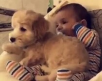 よ〜いしょっと♪ 当然のように赤ちゃんの上に座る犬さん。