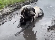 ここまでされたらもう怒れないなぁ… 思いっきり泥んこになる犬さん