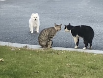 友達作りって難しい！ 犬さんが2匹の猫に声をかけると…