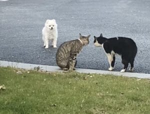 友達作りって難しい！ 犬さんが2匹の猫に声をかけると…