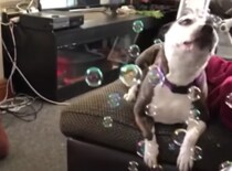 ほのぼのする♡ シャボン玉で喜ぶ赤ちゃんと犬さん