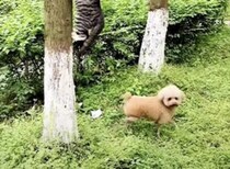 灯台下暗しってこういうこと！ 猫を探しているのにどうしても見つけられない犬さん
