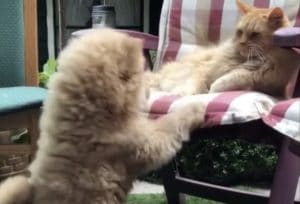 犬「そこ一緒に座っていい？」猫にお願いするけれど…