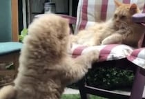 犬「そこ一緒に座っていい？」猫にお願いするけれど…