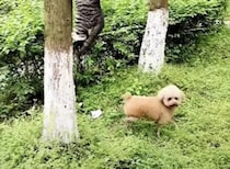 灯台下暗しってこういうこと！ 猫を探しているのにどうしても見つけられない犬さん