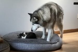 ベッドを猫に取られたワンコ、奪い返すかと思ったら…