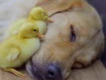 「えっ、私がママ…？」迷子のアヒルさんに懐かれて困惑しつつも、優しく受け入れるゴールデンレトリバーさんの包容力