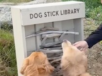 絶対に犬さんが喜ぶ最高のサービスだ！  「木の棒」貸し出しに大はしゃぎ！