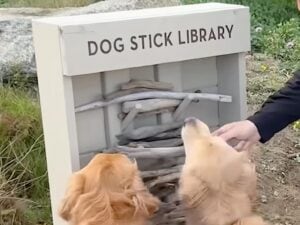 絶対に犬さんが喜ぶ最高のサービスだ! 「木の棒」貸し出しに大はしゃぎ!