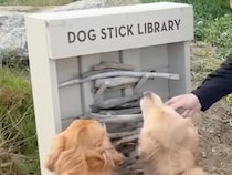 絶対に犬さんが喜ぶ最高のサービスだ！  「木の棒」貸し出しに大はしゃぎ！