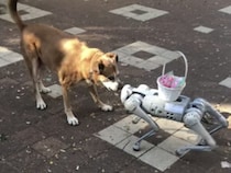 「キミはワンって鳴かないの？」ロボット犬とドキドキの対面！