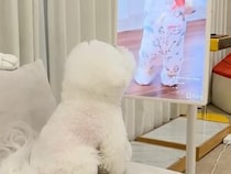 画面の中の「踊る犬」に釘付け！ 楽しそうな音楽に合わせてソワソワしちゃうビションフリーゼさんにほっこり